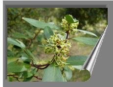 Tasmannia lanceolata Blumen