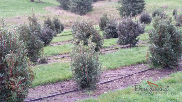 Tasmanische Bergpfeffer Bume wachsen auf Bronzewing Farm