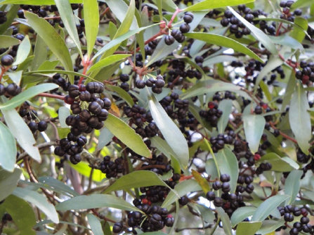 Pfefferbeeren bereit zur Ernte