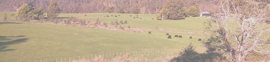 Bronzewing Farm, die Rinder weiden